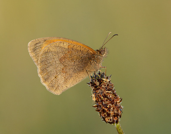 Meadow Brown Maniola jurtina