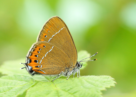 Black Hairstreak Satyrium pruni