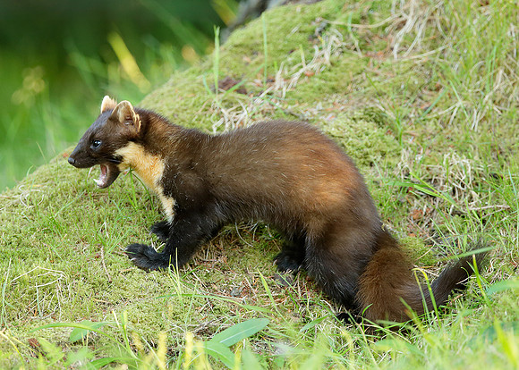 Pine Marten Martes martes