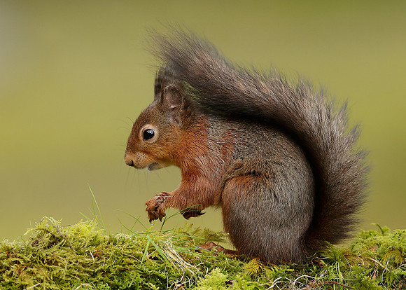 Red Squirrel Sciurus vulgaris