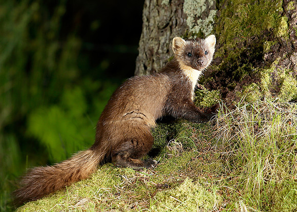Pine Marten Martes martes