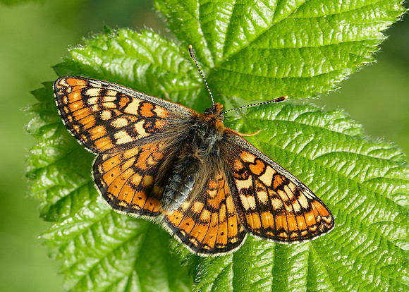Marsh Fritillary Euphydryas aurinia