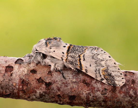 71.007 BF1998 Poplar Kitten Furcula bifida
