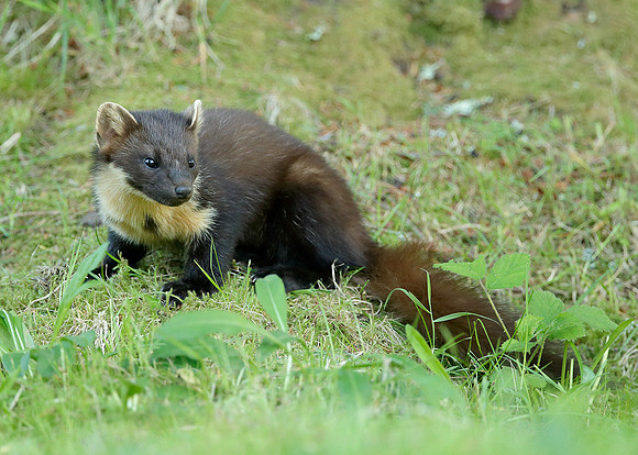 Pine Marten Martes martes
