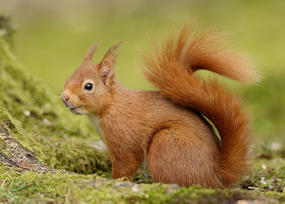 Red Squirrel Sciurus vulgaris