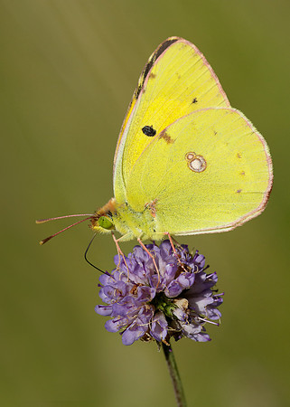 Clouded Yellow Colias croceus
