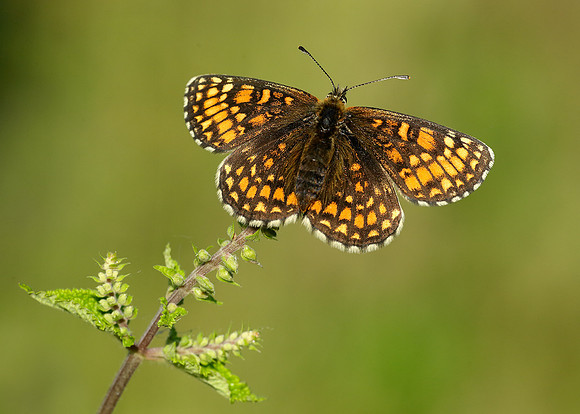 Heath Fritillary Melitaea athalia