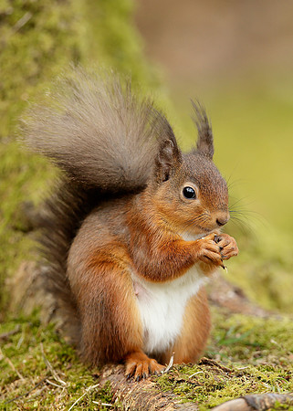 Red Squirrel Sciurus vulgaris