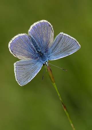 Common Blue Polyommatus icarus