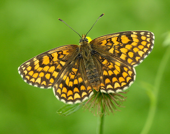 Heath Fritillary Melitaea athalia