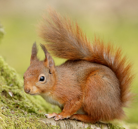 Red Squirrel Sciurus vulgaris