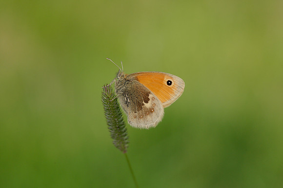 Small Heath Coenonympha pamphilus