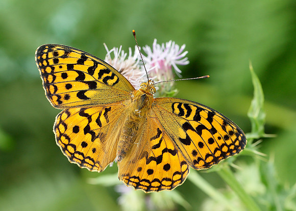 High Brown Fritillary Argynnis adippe