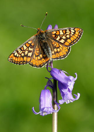 Marsh Fritillary Euphydryas aurinia