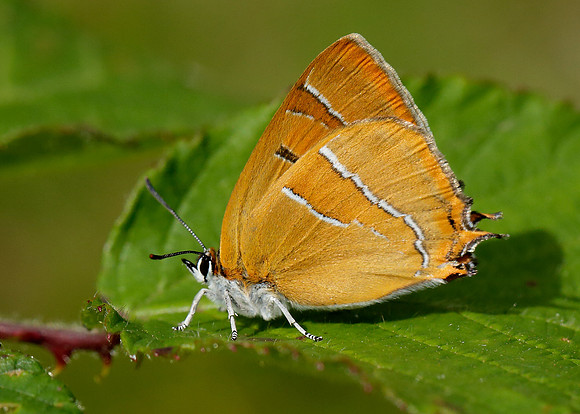 Brown Hairstreak Thecla betulae