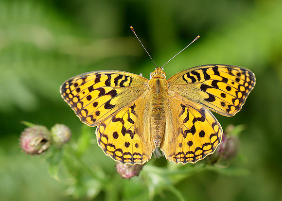 High Brown Fritillary Argynnis adippe