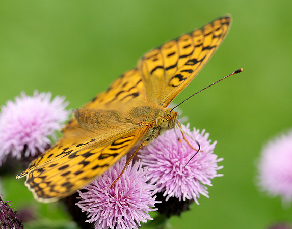 High Brown Fritillary Argynnis adippe