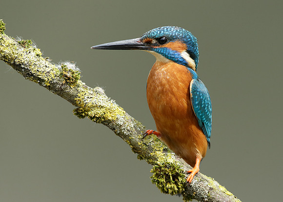 Kingfisher Alcedo atthis
