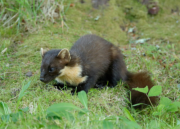 Pine Marten Martes martes