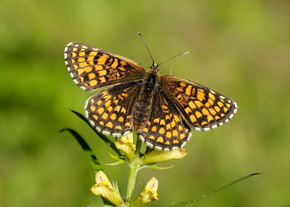 Heath Fritillary Melitaea athalia