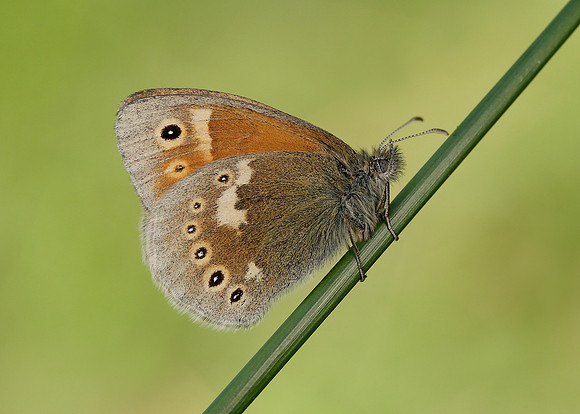 Large Heath Coenonympha tullia polydama