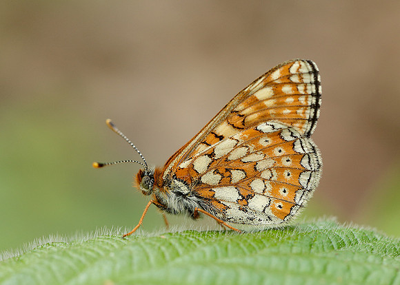 Marsh Fritillary Euphydryas aurinia