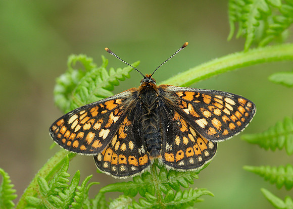 Marsh Fritillary Euphydryas aurinia