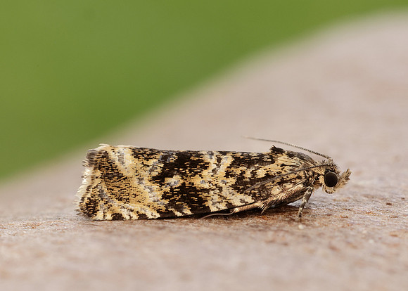 49.166 BF1076 Celypha lacunana