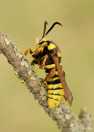 52.002 BF0370 Hornet Moth Sesia apiformis