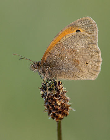 Meadow Brown Maniola jurtina