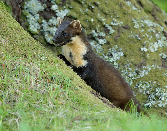 Pine Marten Martes martes
