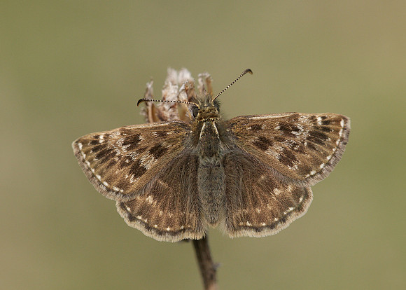 Dingy Skipper Erynnis tages