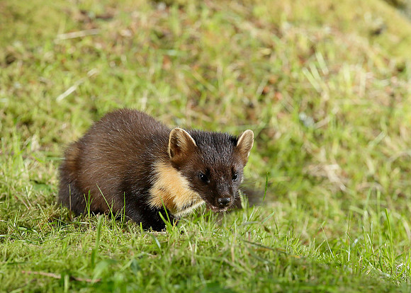 Pine Marten Martes martes