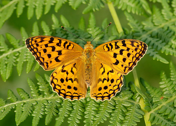 High Brown Fritillary Argynnis adippe