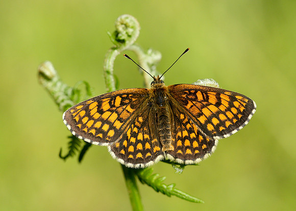 Heath Fritillary Melitaea athalia