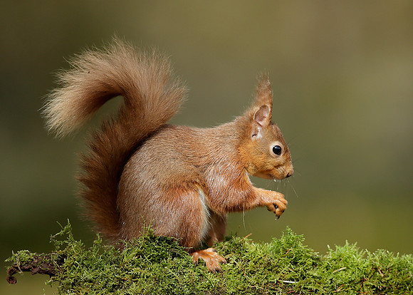 Red Squirrel Sciurus vulgaris