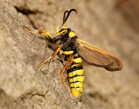 52.002 BF0370 Hornet Moth Sesia apiformis