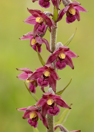 Dark Red Helleborine Epipactis atrorubens
