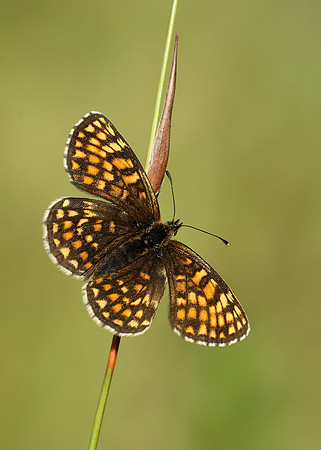Heath Fritillary Melitaea athalia