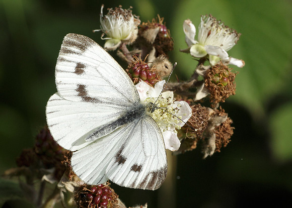 Green-veined White Pieris napi