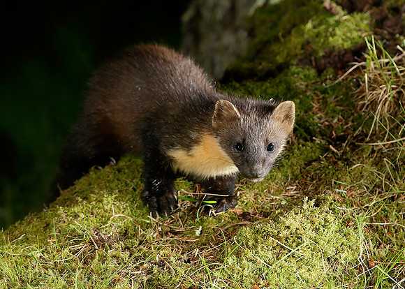 Pine Marten Martes martes