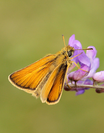 Essex Skipper Thymelicus lineola