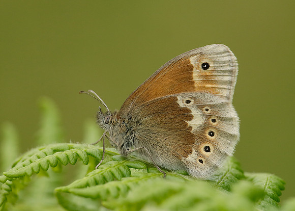 Large Heath Coenonympha tullia polydama