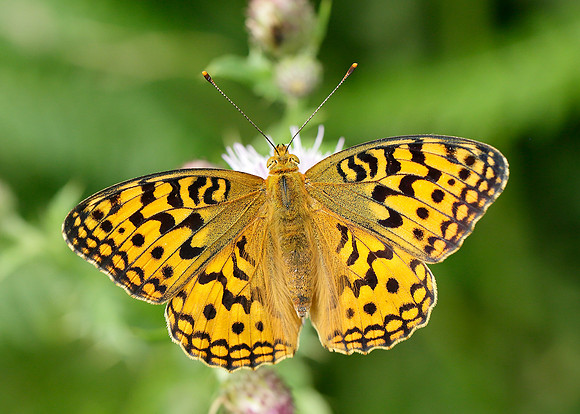 High Brown Fritillary Argynnis adippe