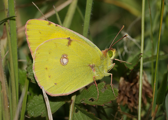 Clouded Yellow Colias croceus