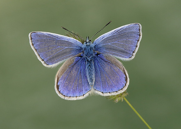 Common Blue Polyommatus icarus