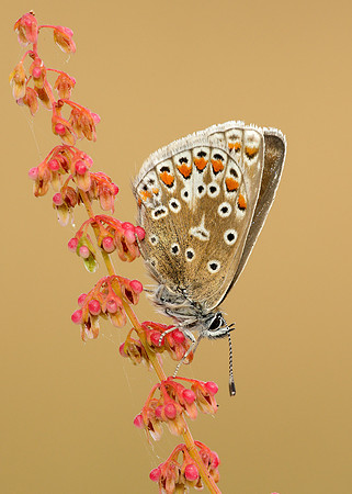 Common Blue Polyommatus icarus