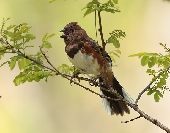 Eastern Towhee Pipilo erythrophthalmus