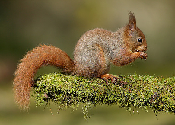 Red Squirrel Sciurus vulgaris