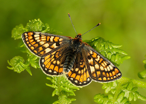 Marsh Fritillary Euphydryas aurinia